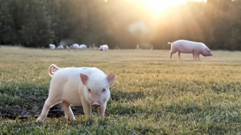 EL SECTOR PORCINO ATRAVIESA SU PEOR RENTABILIDAD EN 9 AÑOS