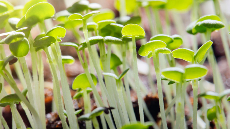 FITOBIÓTICOS: UNA REVOLUCIÓN PARA LA SALUD INTESTINAL PORCINA 