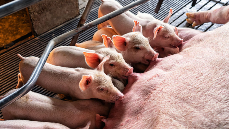 PARA LAS GRANJAS ARGENTINAS, AHORA ES MÁS FÁCIL CERTIFICAR BIENESTAR ANIMAL 