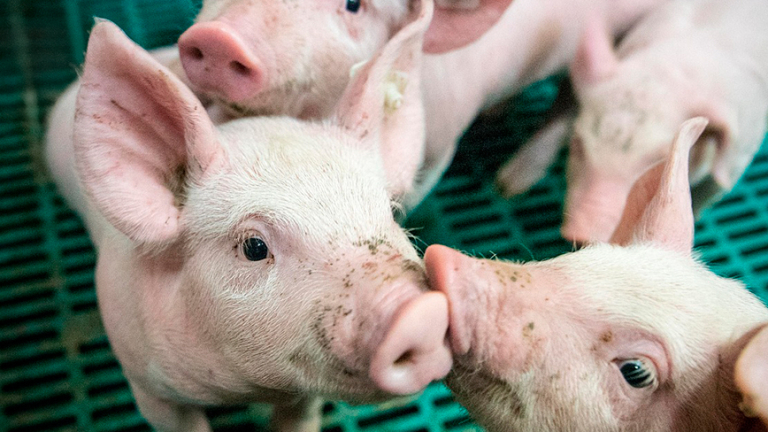 CÓRDOBA LIDERA EL CRECIMIENTO EN PRODUCCIÓN DE CARNE PORCINA