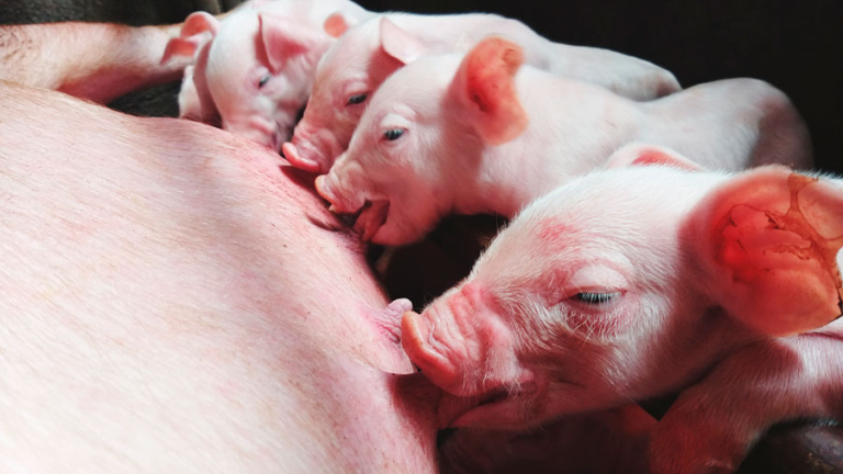 ESTRATEGIAS NUTRICIONALES EN ÉPOCAS CRÍTICAS PARA EL BIENESTAR DE CERDAS 