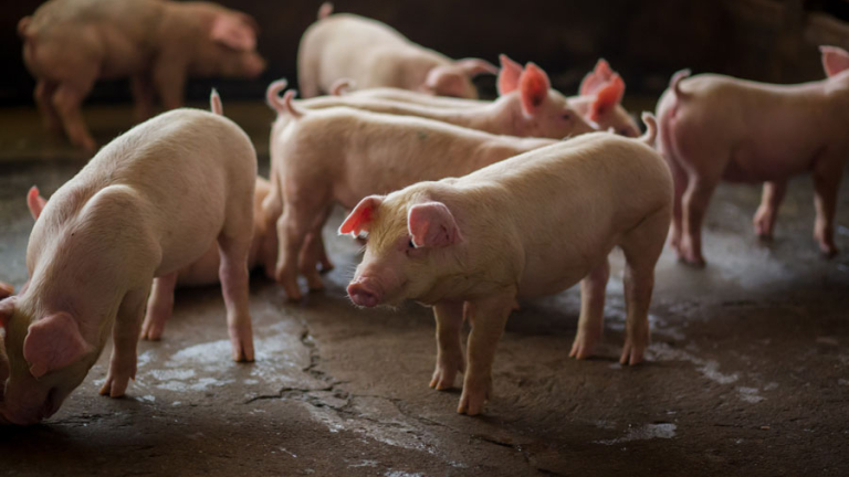 PASÓ UN ABRIL DIFÍCIL PARA EL SECTOR PORCINO 