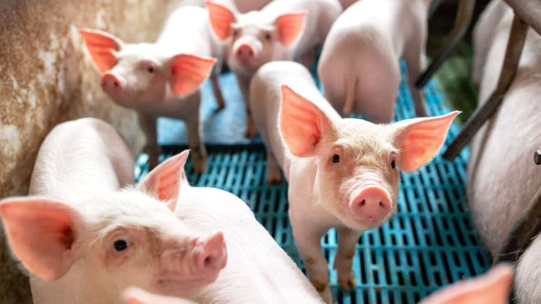 LO QUE FRENA LA IMPORTACIÓN, LO DESTRABA LA EXPORTACIÓN