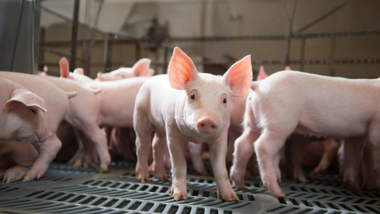 EL BICE YA OTORGÓ $6.000 MILLONES AL SECTOR PORCINO