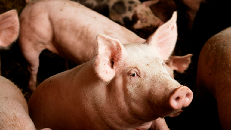 LA CARNE DE CERDO AFIANZA SU LUGAR EN LA MESA ARGENTINA
