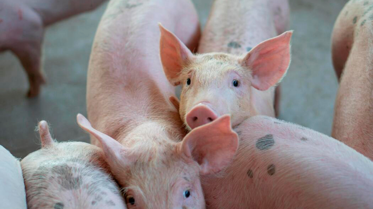 MISIONES APUESTA AL CRECIMIENTO DEL SECTOR PORCINO