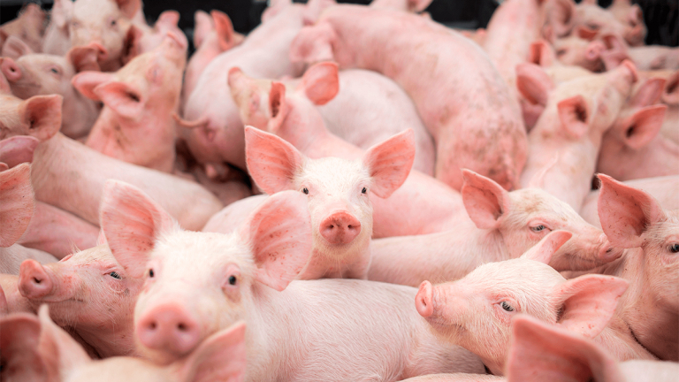 LA FAENA PORCINA CRECIÓ 19% EN SANTA FE 