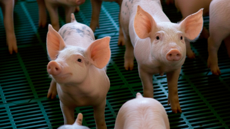 CRECIÓ EL CONSUMO DE CARNE DE CERDO EN ENTRE RÍOS