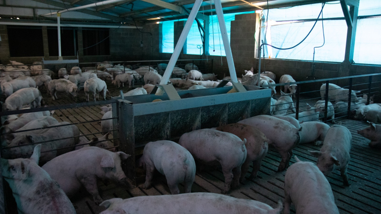 EL ESTRÉS CALÓRICO UN FACTOR CLAVE DE PÉRDIDAS PRODUCTIVAS