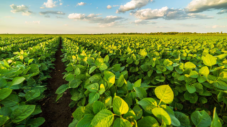 EFLUENTES PORCINOS MEJORAN EL RINDE DE LA SOJA