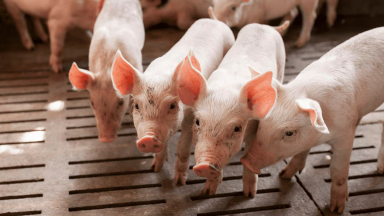 35.000 MADRES EN 2026 EL OBJETIVO DEL SECTOR PORCINO ENTRERRIANO