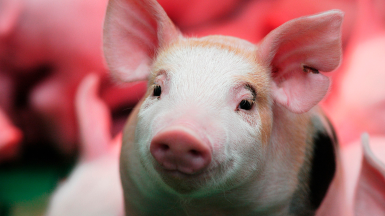 EL SECTOR PORCINO CERRÓ UN AÑO RÉCORD EN FAENA Y ALERTA POR IMPORTACIONES