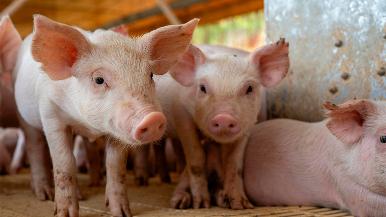 ARRANQUE POSITIVO PARA EL CERDO EN 2026, CON SEÑALES DE ALERTA