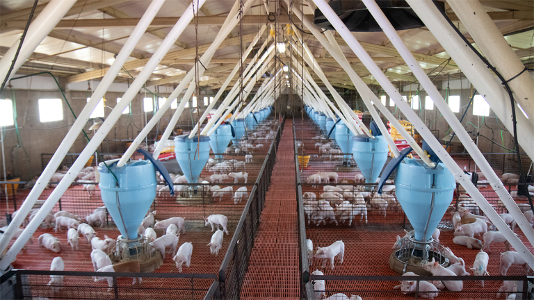 ¿CUÁNTOS ANIMALES SON SUFICIENTES EN UN ENSAYO PORCINO?