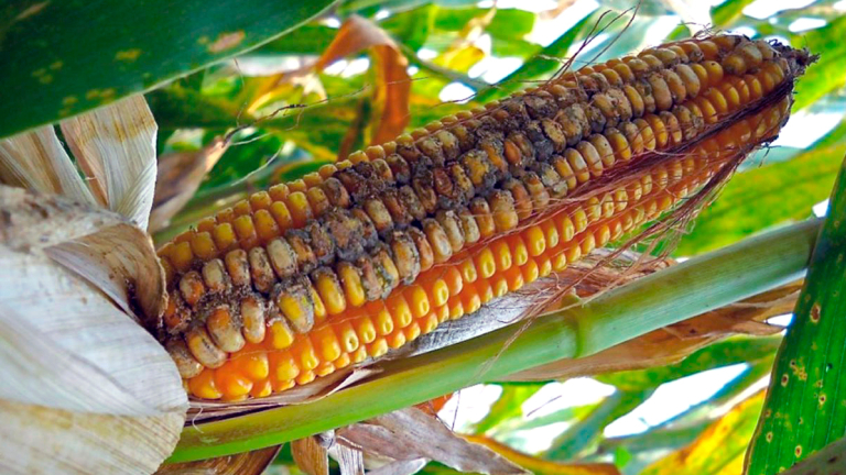 EL MAPA ACTUAL DE MICOTOXINAS EN GRANJAS PORCINAS