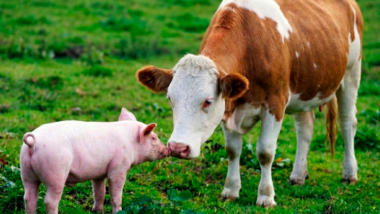 COMPRAR CARNE DE CERDO RINDE MÁS QUE COMPRAR CARNE DE VACA