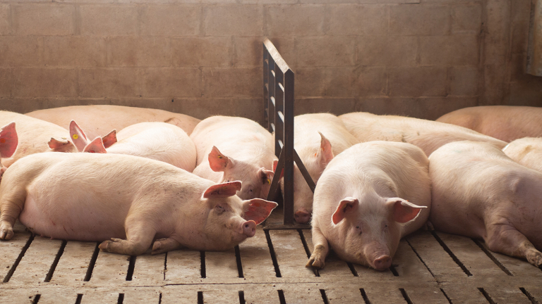 IMPORTANCIA DE LA ARGININA DURANTE LA GESTACIÓN DE LAS CERDAS