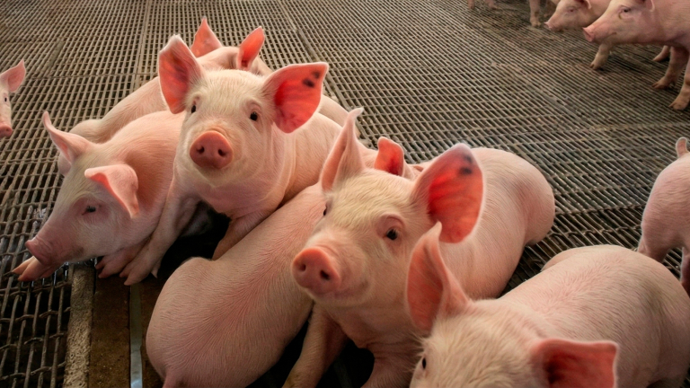 CÓMO MEJORAR LOS RESULTADOS EN LA RECRÍA PORCINA