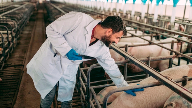 AUJESZKY: SENASA CONVOCA A VETERINARIOS A UNA CHARLA TÉCNICA