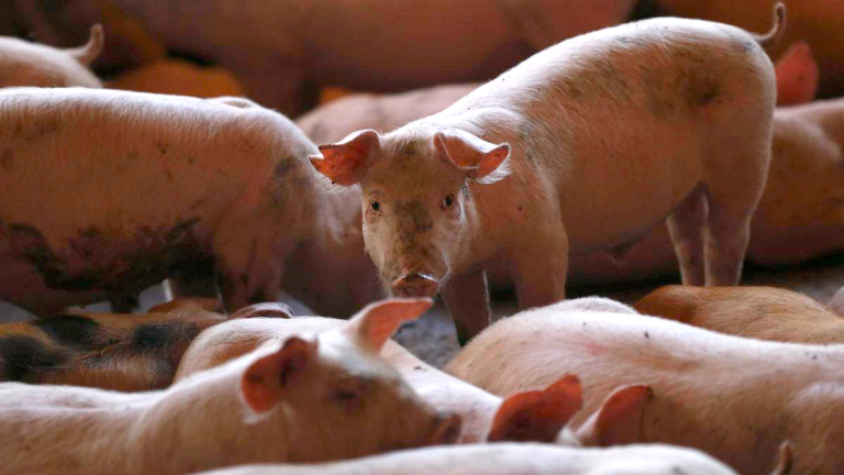 CHINA BUSCA PRODUCIR MÁS PROTEÍNA ANIMAL USANDO MENOS SOJA