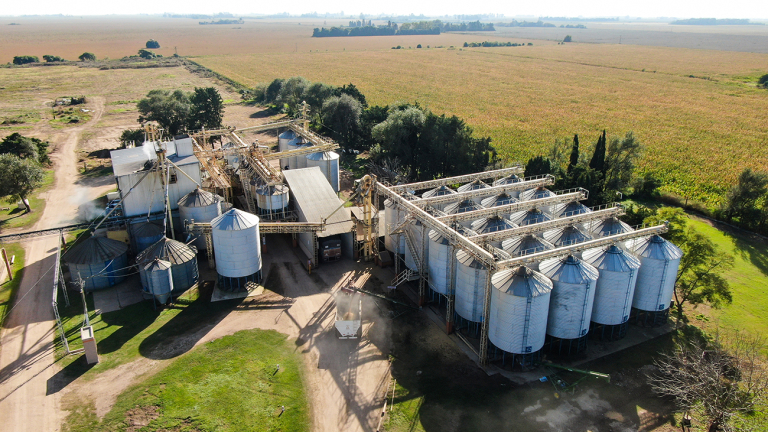 SOJA DESACTIVADA, UN INSUMO QUE GANA TERRENO EN PORCINOS