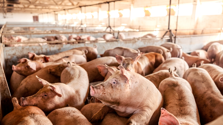 UN VECINO QUE CRECE: PARAGUAY EXPORTA MÁS CERDO