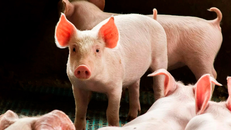 INVERSIÓN MILLONARIA PARA POSICIONAR EL CERDO ARGENTINO EN EL EXTERIOR