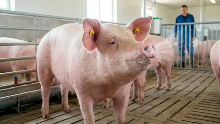 LA ENFERMEDAD RESPIRATORIA QUE MÁS LE CUESTA A TU GRANJA TIENE SOLUCIÓN