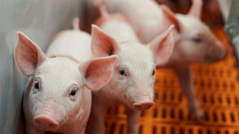 SAN JUAN BUSCA FORTALECER SU SECTOR PORCINO