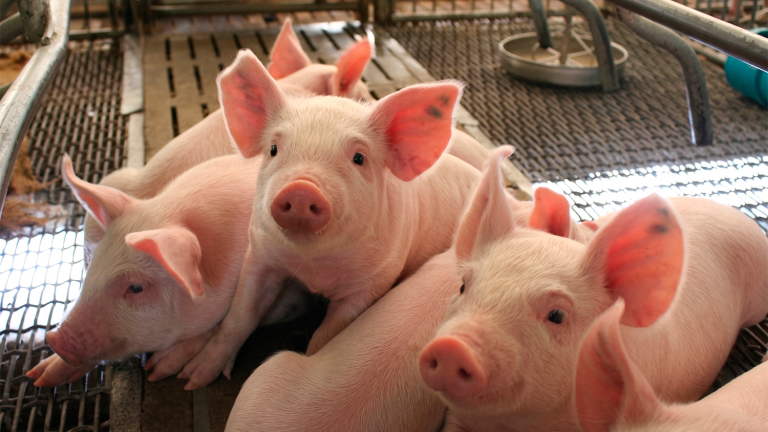 SEGÚN LA FAO EL MERCADO PORCINO CRECE, PERO ENFRENTA NUEVOS RIESGOS