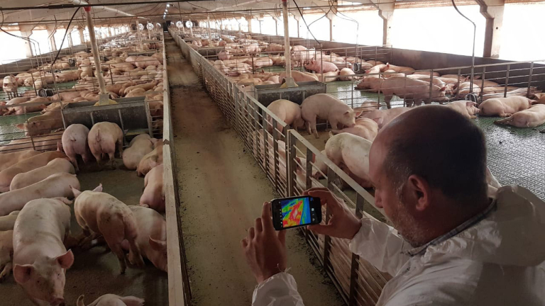 EL VERDADERO COSTO DEL FRÍO EN LA PRODUCCIÓN PORCINA