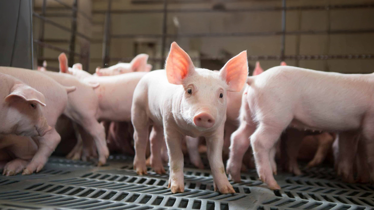 EL PORCINO ARGENTINO CIERRA EL SEMESTRE EN POSITIVO PERO CON INTERROGANTES