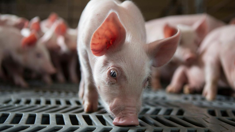 ARGENTINA PASÓ DE 4 A 20 KILOS DE CONSUMO DE CERDO PER CÁPITA EN DOS DÉCADAS