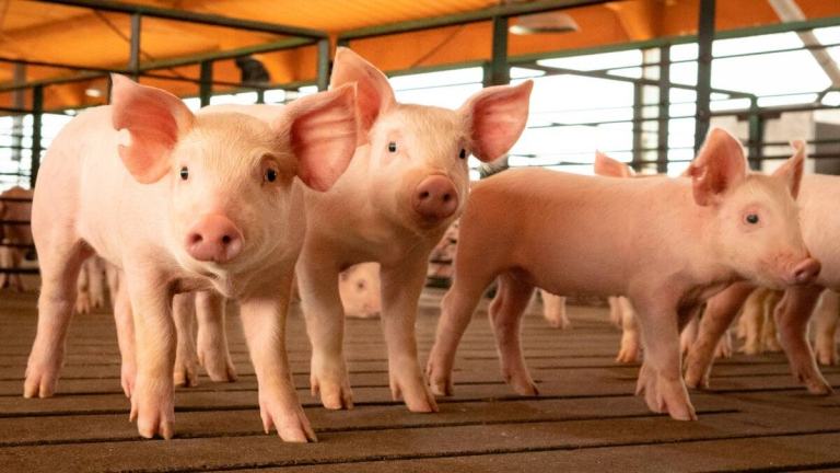 PRODUCCIÓN Y CONSUMO PORCINO EN NIVELES RÉCORD EN 2026